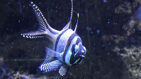 Banggai Cardinalfish in Aquarium - Pterapogon kauderni - YouTube