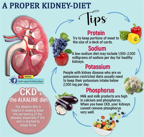 🔴 Follow the ALkaline Diet to Lower Creatinine Levels Fast: | Food for kidney health, Kidney ...