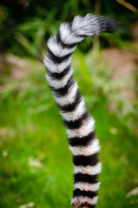 Black and White Animal Tail · Free Stock Photo