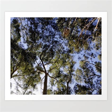 Eucalyptus Tree Canopy Art Print by taiche | Society6