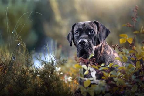 6 Perro De Presa Canario Colors: Patterns You Will Fall For