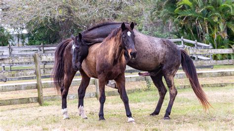 Mating Behavior Of Horses – The Horse's Advocate