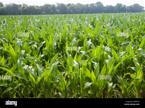 Maize Crop