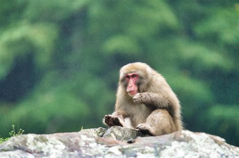 Premium Photo | Monkey on rock