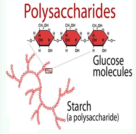 Polysaccharides Definition