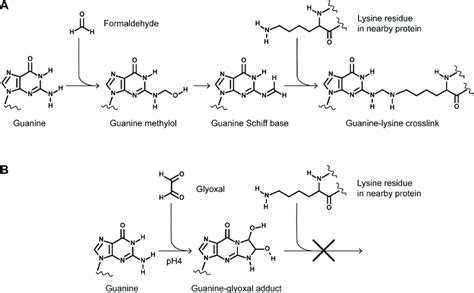 Schematic representation of formaldehyde and glyoxal reactions with ...