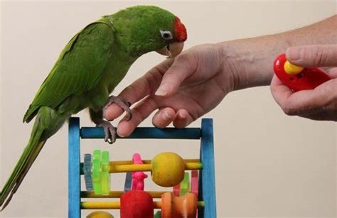 Clicker Training Your Parrot to Modify Behavior - Hari | Parrot training, Parrot, Parrot pet