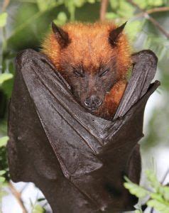 Giant Golden Crowned Flying Fox Images | Fox bat, Animals, Bat species