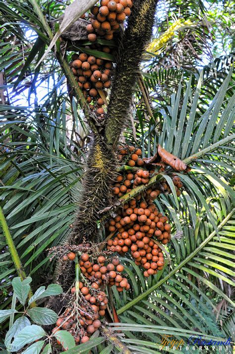 Rattan fruit | Rattan fruit is like a cross between Sampaloc… | Flickr