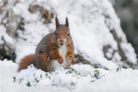 Eurasian red squirrel Facts - CRITTERFACTS