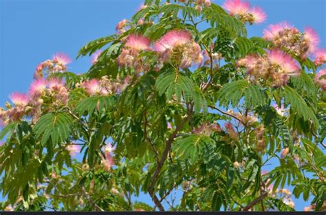 Mimosa Pudica .. también conocido como semillas de árbol de | Etsy