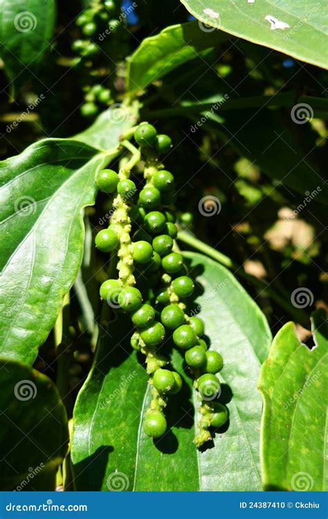 Peppercorn farm stock photo. Image of fertile, kampot - 24387410