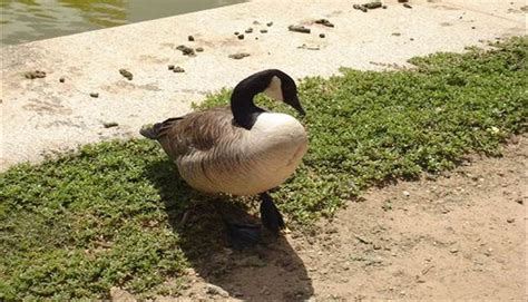 Pin on Goose Deterrent