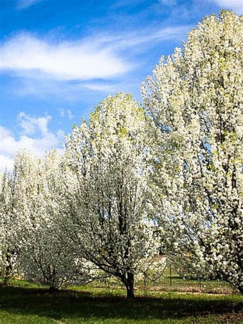 Guide for The Cleveland Pear Tree | Flowering pear tree, Pear trees, Shade trees