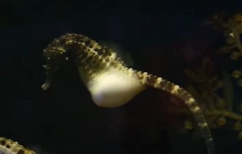 Amazing Moment: Male Seahorse Births Hundreds Of Babies In Breathtaking ...