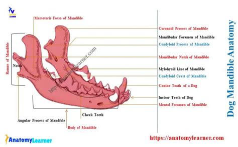 Dog Mandible Anatomy - Canine Mandibular Body and Ramus » AnatomyLearner >> Veterinary Anatomy ...