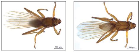 SciELO - Brasil - First records of ectoparasitic insects (Diptera: Hippoboscoidea) of bats in ...