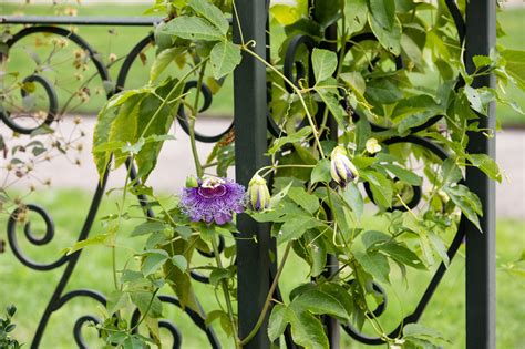 Evergreen Flowering Vines For Fences