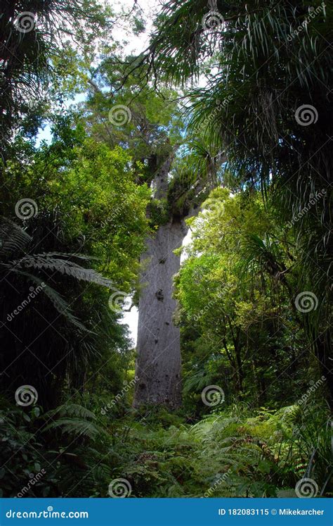 Kauri tree stock image. Image of ancient, island, climate - 182083115