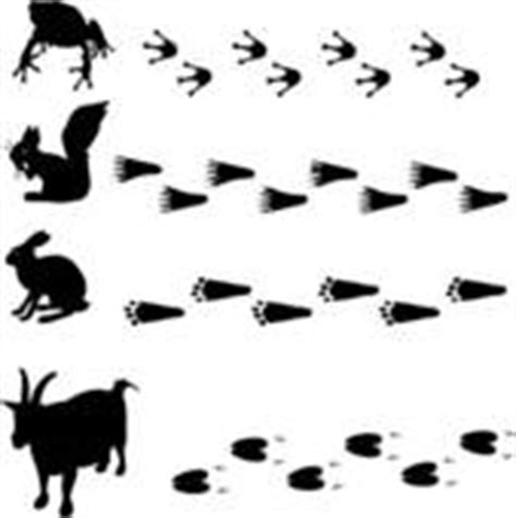 Rabbit tracks clipart 20 free Cliparts | Download images on Clipground 2024