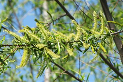 Salix nigra - Black Willow (flower)038 | Cooks Slough - blac… | Flickr