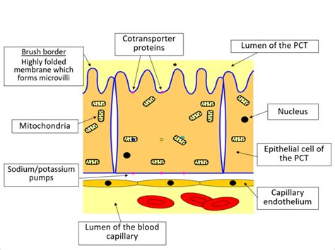 Selective reabsorption (Edexcel A-level Biology B) | Teaching Resources