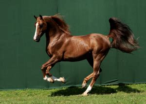 Horse of the Desert Bedouin | Trowbridges LTD