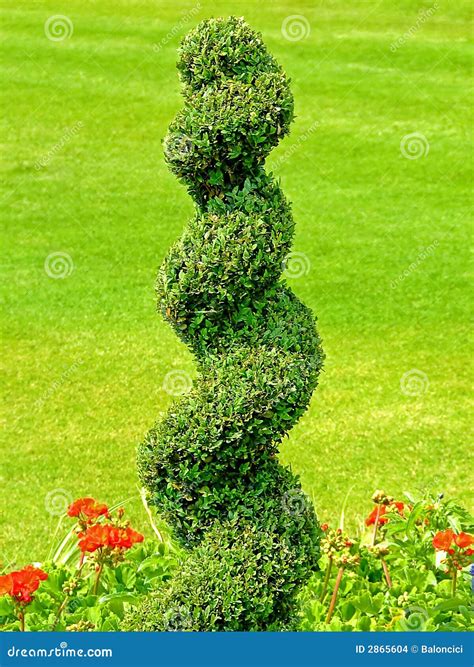 Spiral plant stock photo. Image of beauty, living, creativity - 2865604