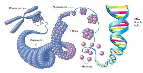 DNA is made up of genes or genes are made up of DNA? | Socratic | Chromosome structure ...