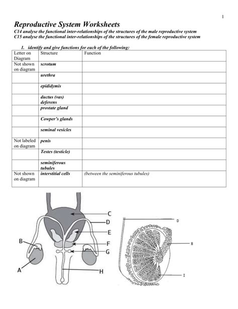 Female Reproductive System Diagram Quiz - Wiring Diagram