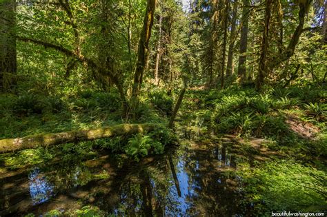 Hoh Rain Forest, hiking at the Olympic National Park, WA