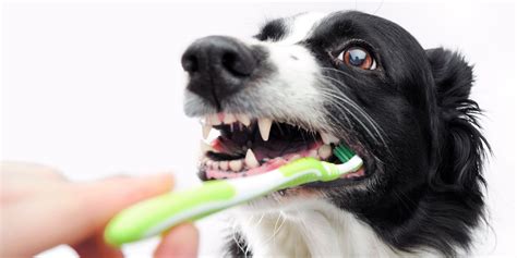 10 Best Dog Treats For Teeth Cleaning – Fight Tartar. Plaque & Bacteria