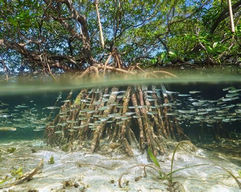 Unpack Habitat: Mangrove Forests - OzFish Unlimited