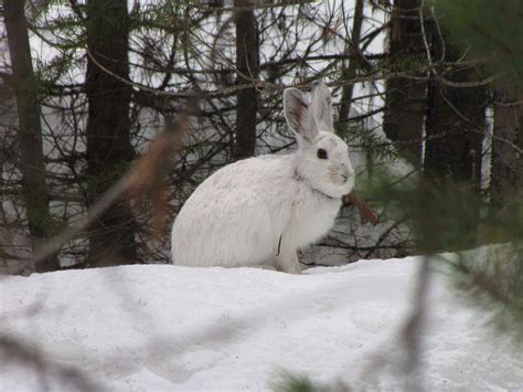 No snow, no hares: Climate change pushes emblematic species north