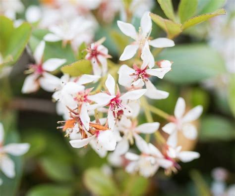 Is Indian Hawthorn Toxic to Dogs? Is Indian Hawthorn Poisonous to Dogs?