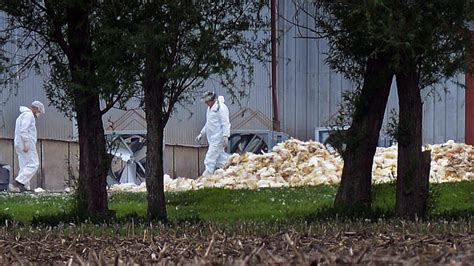 Avian Flu Outbreak Takes Poultry Producers Into Uncharted Territory ...