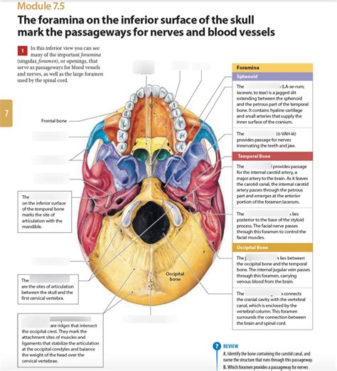 Module 7.5 the foramina on the inferior surface of the skull mark the passageways for nerves and ...