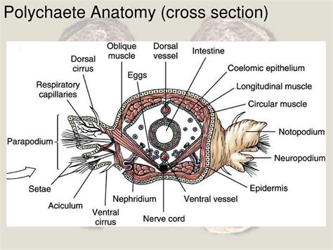 PPT - Phylum Annelida PowerPoint Presentation, free download - ID:258520