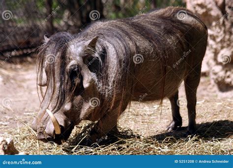 Wart Hog stock photo. Image of hair, long, ugly, mammal - 5251208