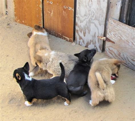 Premium Photo | Corgi puppies playing outside