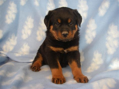 Pets Station 2015 | Pets Station | Rottweiler mix puppies, Rottweiler ...