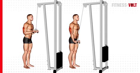 tricep pull down machine form - Has Great Webcast Photo Galleries