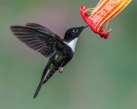 HD wallpaper: black and white Hummingbird flying, collared inca, collared inca | Wallpaper Flare