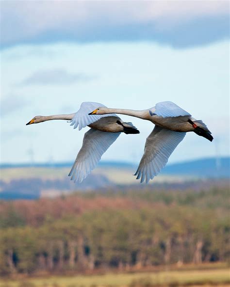 Whooper Swans In Formation Flying Photograph by Dave Moorhouse - Fine Art America