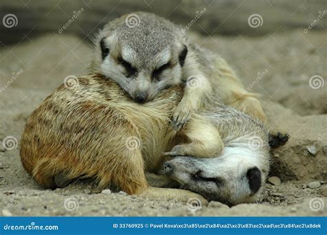 Sleeping meerkats stock image. Image of friendship, family - 33760925