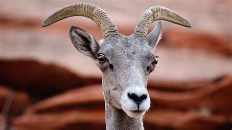 Desert bighorn sheep (Ovis canadensis nelsoni) at Zion National Park ...