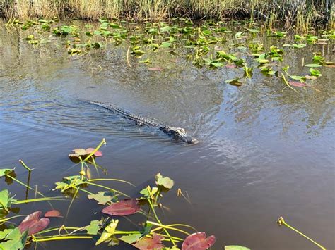 South Beach: Everglades Wildlife Airboat Tour