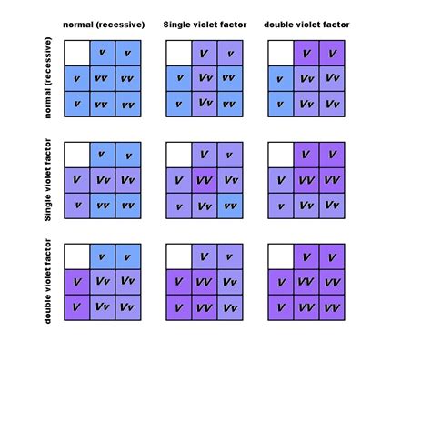 Budgie Parakeet Colors, Varieties, Mutations, Genetics