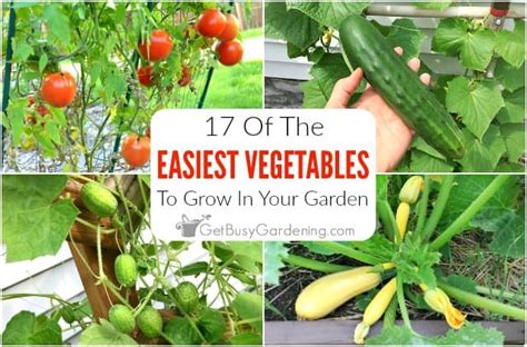 17 Easy Vegetables To Grow For Beginner Gardeners