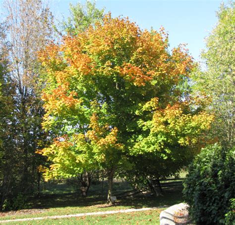 Black Maple - Acer saccharum var. nigrum | The Arboretum